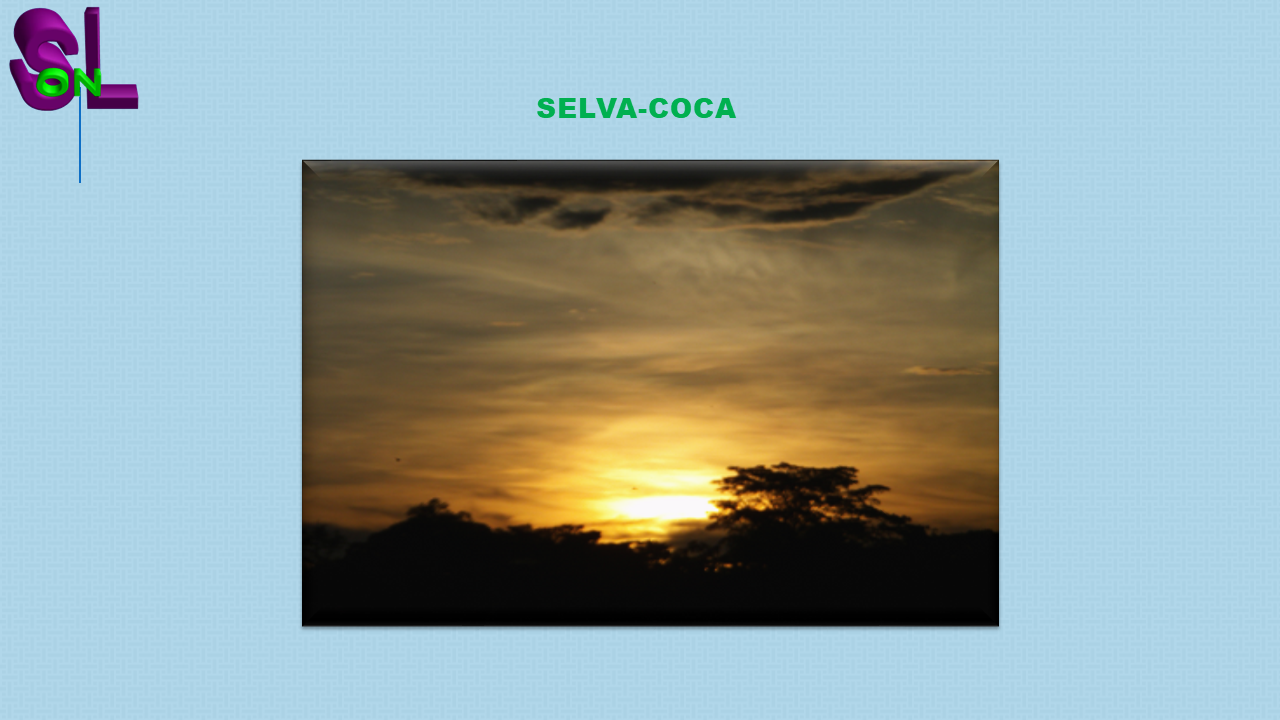 la selva de ecuador en sudamérica