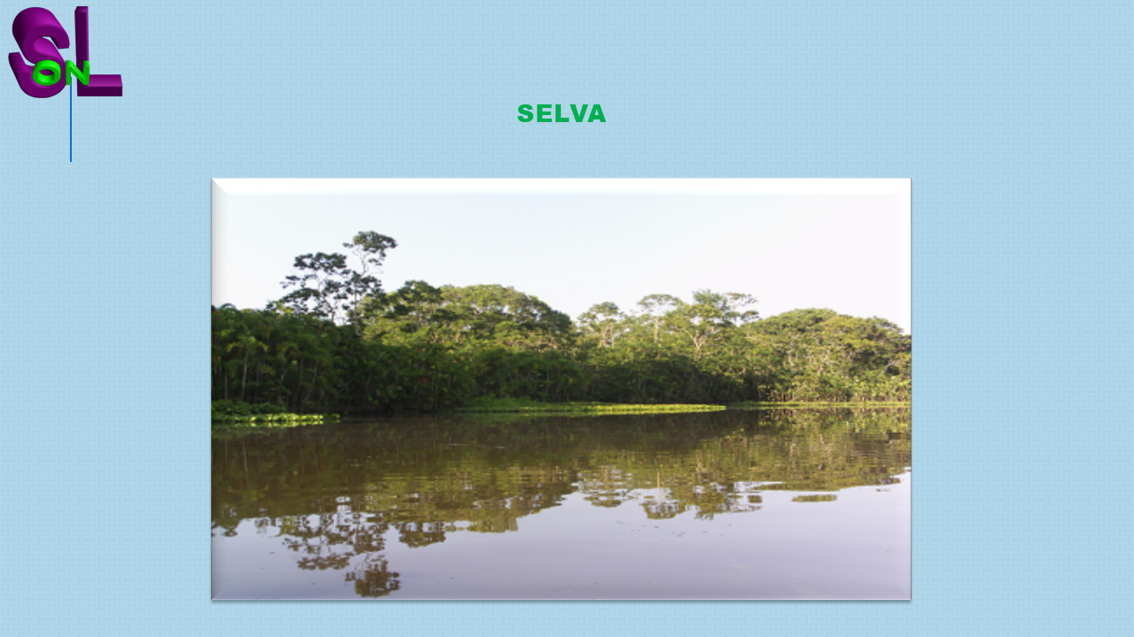 la selva de ecuador en sudamérica